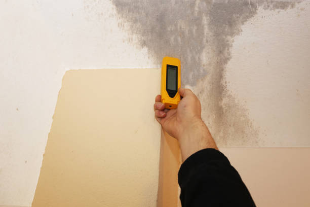 Best Biohazard Mold Removal  in Spring Valley, AZ