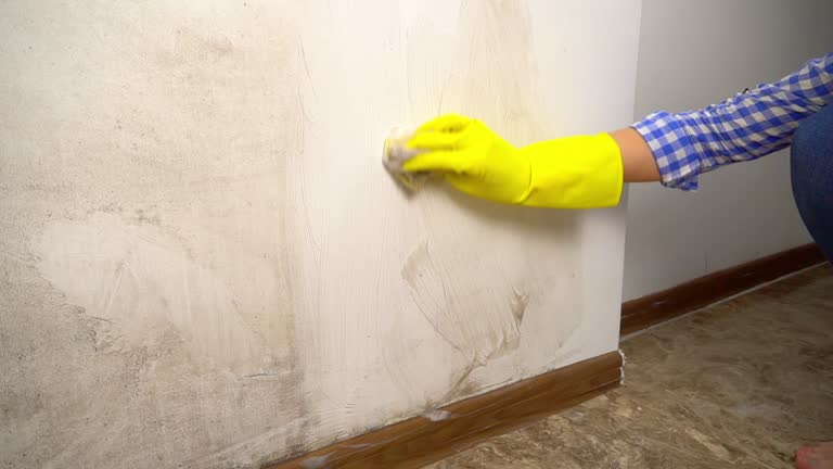 Best Comprehensive Air Testing for Mold Contaminants  in Spring Valley, AZ