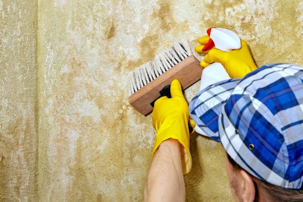 Best Dehumidification Services  in Spring Valley, AZ