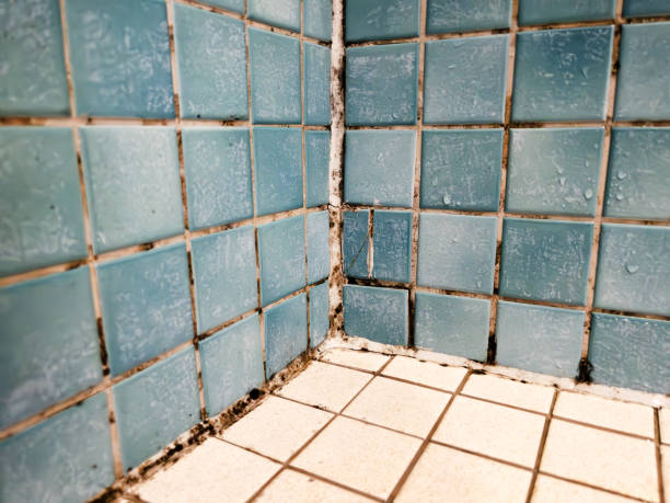  Spring Valley, AZ Mold Removal Pros