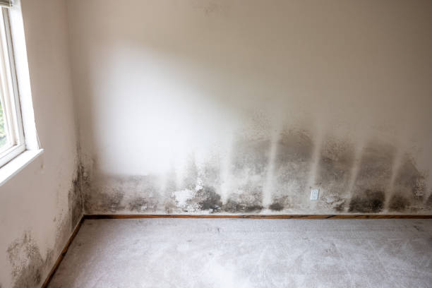 Best Mold Removal for HVAC Installations  in Spring Valley, AZ