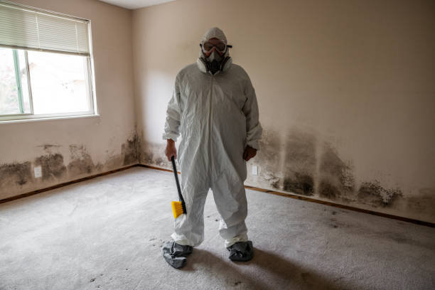 Best Attic Mold Removal  in Spring Valley, AZ