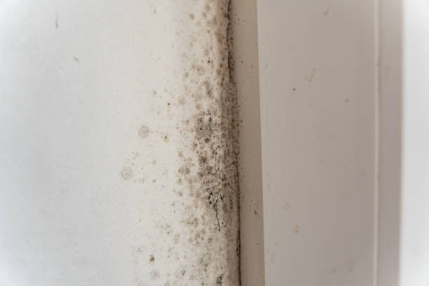 Best Comprehensive Air Testing for Mold Contaminants  in Spring Valley, AZ